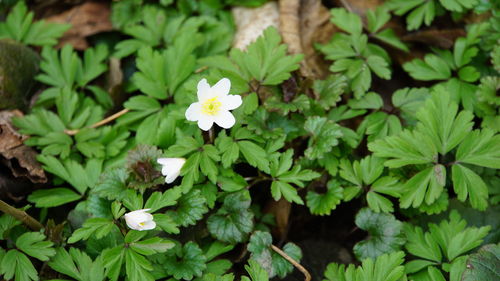 High angle view of white flowering plants