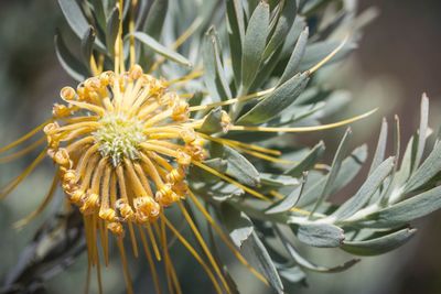 Close-up of flowers against blurred background