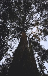 Low angle view of tree against sky