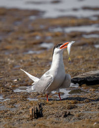 Seagull perching on a rock