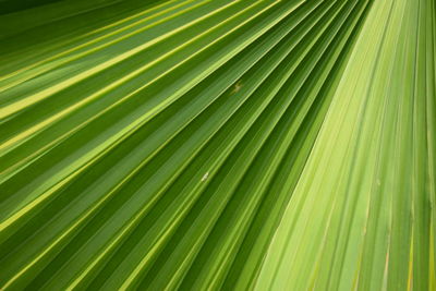 Full frame shot of palm leaf