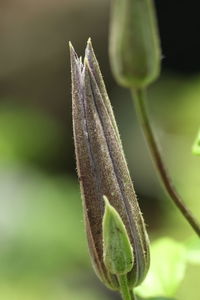 Close-up of bud of flowering plant