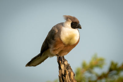 Bare-faced go-away-bird on tree stump eyeing camera