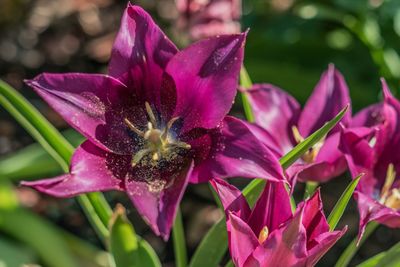 Close-up of pink flowering plant