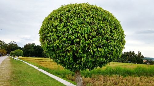 Plants growing on field in park against sky