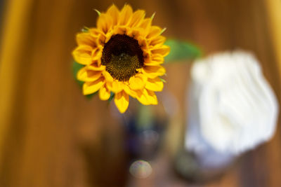 Close-up of yellow flower against blurred background