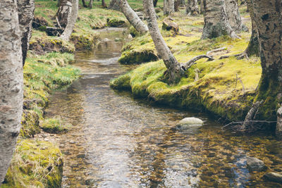 High angle view of river amidst trees at forest