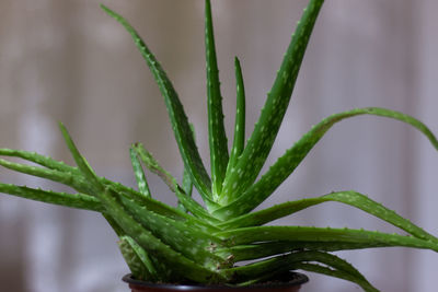 Close-up of fresh aloe wera