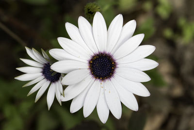 Close-up of white flower