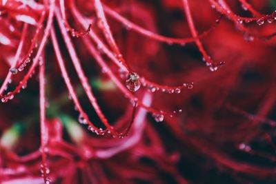 Full frame shot of water drops on red leaf