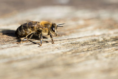 Close-up of bee