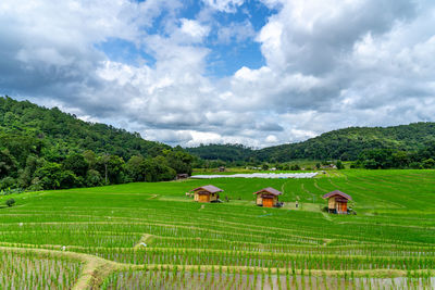 Scenic view of agricultural field against sky