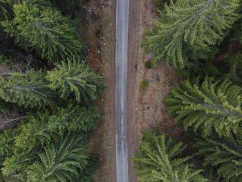 High angle view of pine trees