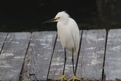 View of bird perching on wood