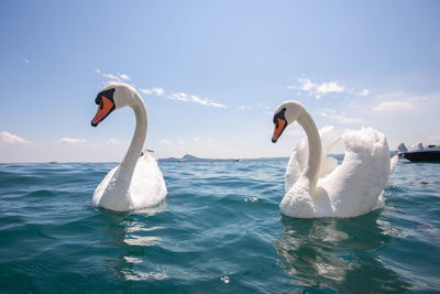 Two swans swimming in sea at lake garda italy