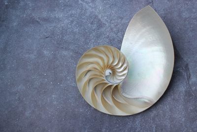 High angle view of shell