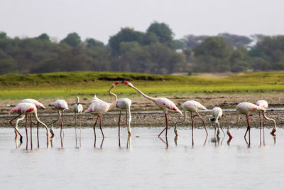 Flock of birds in the water