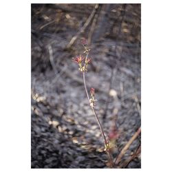 Plants growing in the dark