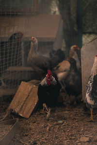 View of birds in cage