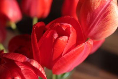 Close-up of red flower blooming outdoors