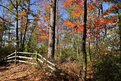 Trees in forest during autumn