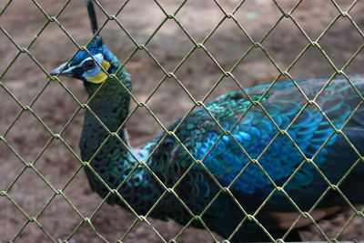 Close-up of bird seen through chainlink fence