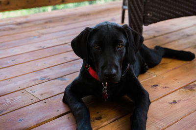 Portrait of black dog lying on hardwood floor