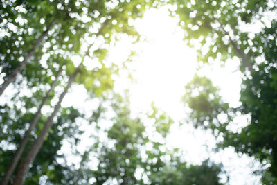 Low angle view of trees against sky