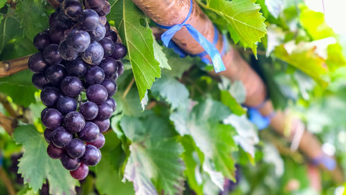 Close-up of grapes growing in vineyard