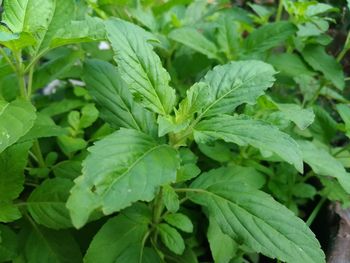 Full frame shot of green leaves