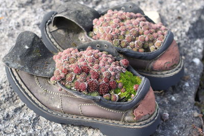 High angle view of potted cactus plant