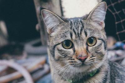 Close-up portrait of tabby cat