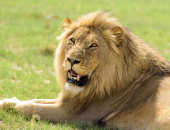 Close-up of a lion