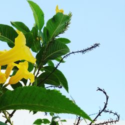 Low angle view of butterfly on plant against clear sky