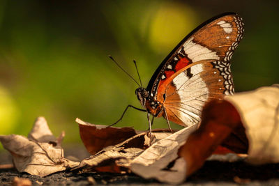 Close-up of butterfly perching on leaf