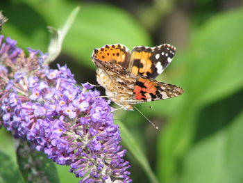 Close-up of butterfly pollinating on pink flower