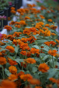 High angle view of orange flowers blooming in yard