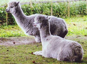 Side view of sheep on field