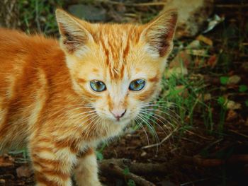 Close-up portrait of a cat