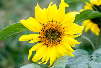 Close-up of honey bee on sunflower