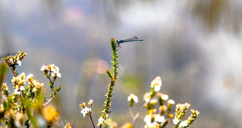 Close-up of flowering plant