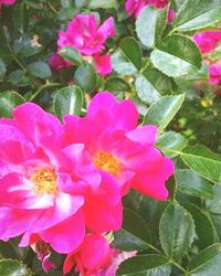 Close-up of pink flowers