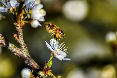 Close-up of bee pollinating on fresh flower