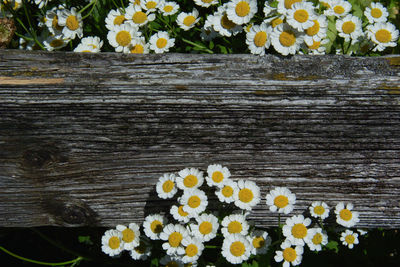 High angle view of yellow flowering plants on wood