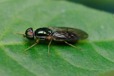 Close-up of fly on leaf