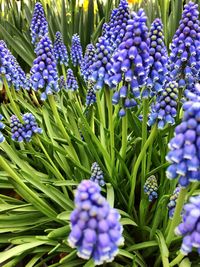 Full frame shot of purple flowers