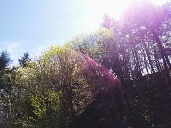 Low angle view of flower trees against sky