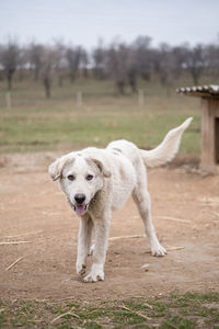 Dog running on field