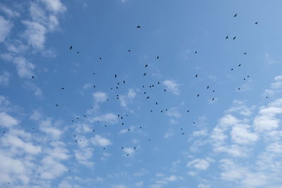 Low angle view of birds flying in sky