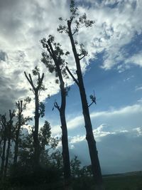 Low angle view of trees against sky